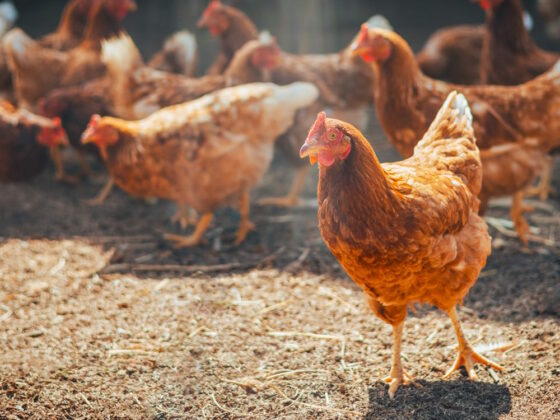 Suburban Farmer Chicken Care Guide