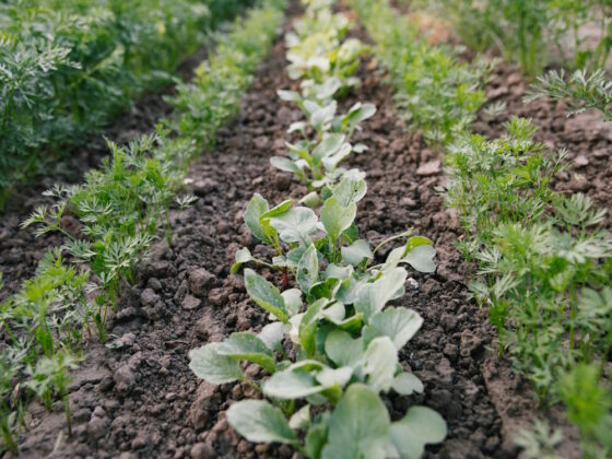 Suburban Farmer Crop Rotation Chart